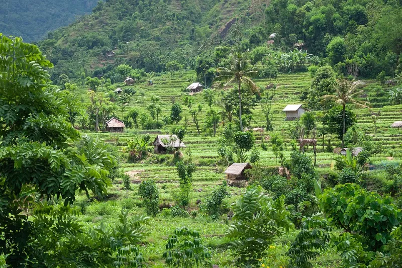 What Bali's Ancient Rice Farmers Can Teach Your Backyard Garden